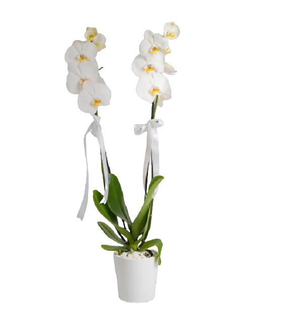 İki Dallı Beyaz Orkide Çiçeği