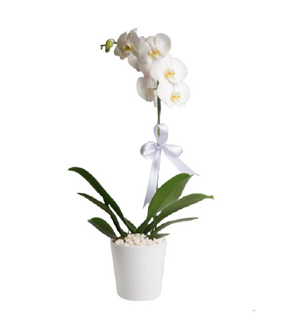 Tekli Orkide-Beyaz